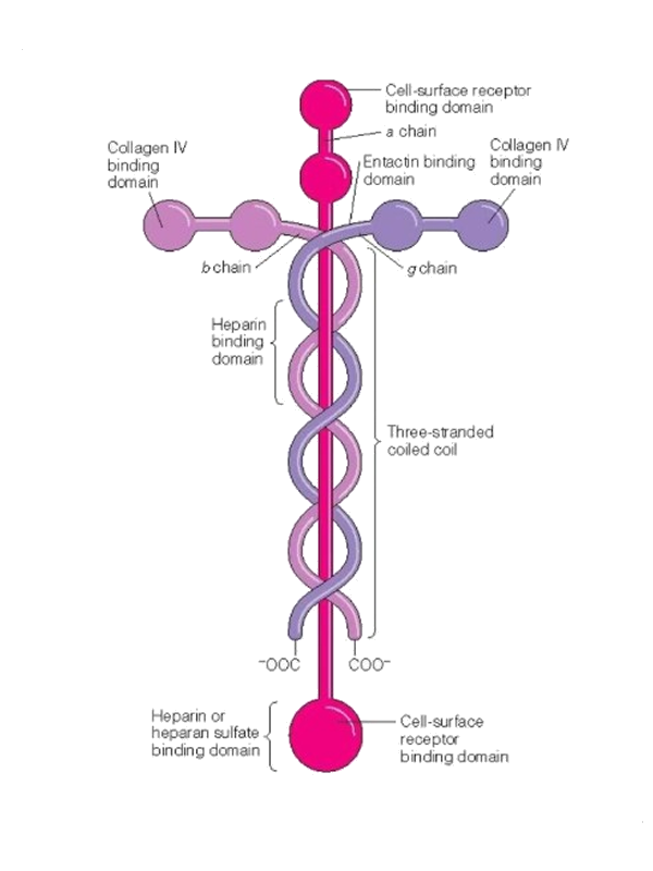 Laminin Cross Medical Image The Laminin Cross